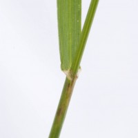 Perennial Rye-grass